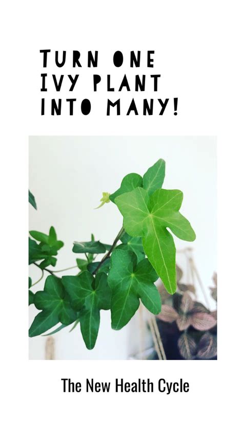 How to Turn One Ivy Plant into Many and Why You Should | Ivy plant indoor, Ivy plants, English ...