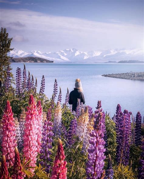 Spring in New Zealand . Picture by _places for a feature Spring in New ...