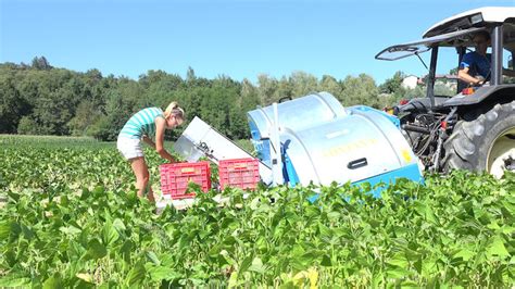 Fontana S.r.l. Green Beans Harvesting Machine | Farm Equipment