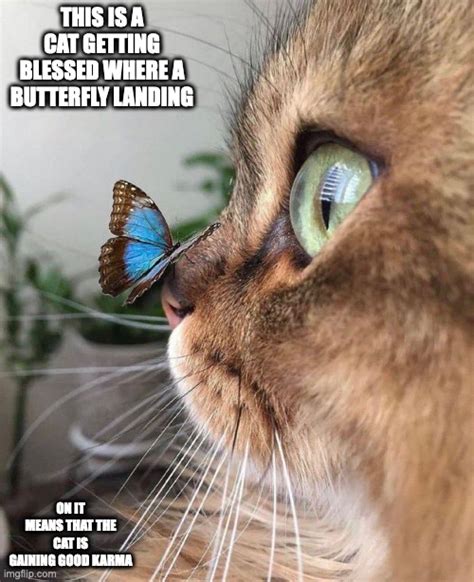 Butterfly on Cat - Imgflip