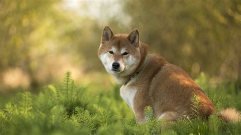 Charming Shiba Inu HD Wallpaper in Nature