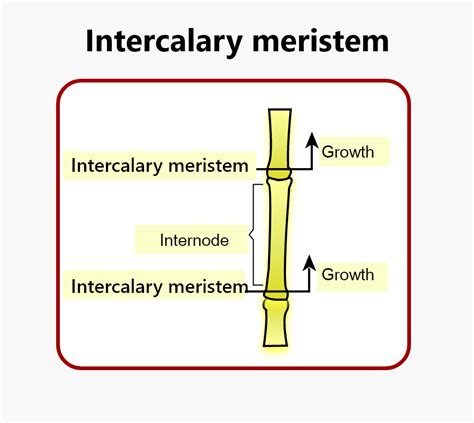 Intercalary Meristem In Grasses