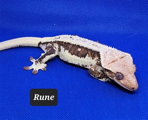 Rune - Daggi's Reptiles
