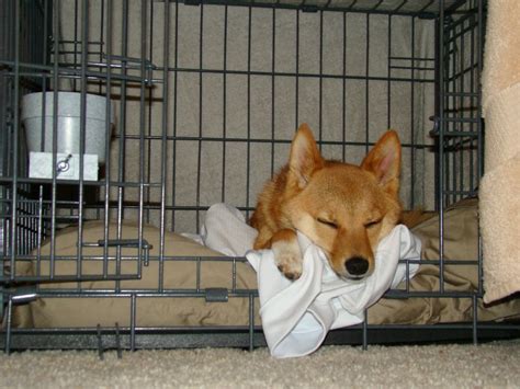 taro shiba, sleeping in his crate after a busy day | Flickr