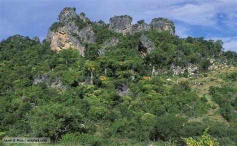 Physical Geography - Tropical Dry Forests of Hawaii and their Birds