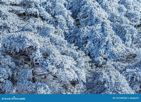 Frozen Pine Trees in Huangshan National Park. Stock Photo - Image of frost, fragile: 131245226