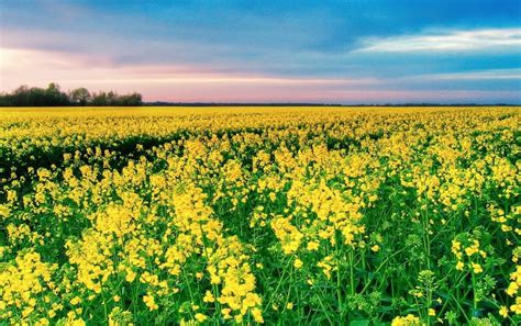 Mustard Field Wallpapers - Wallpaper Cave