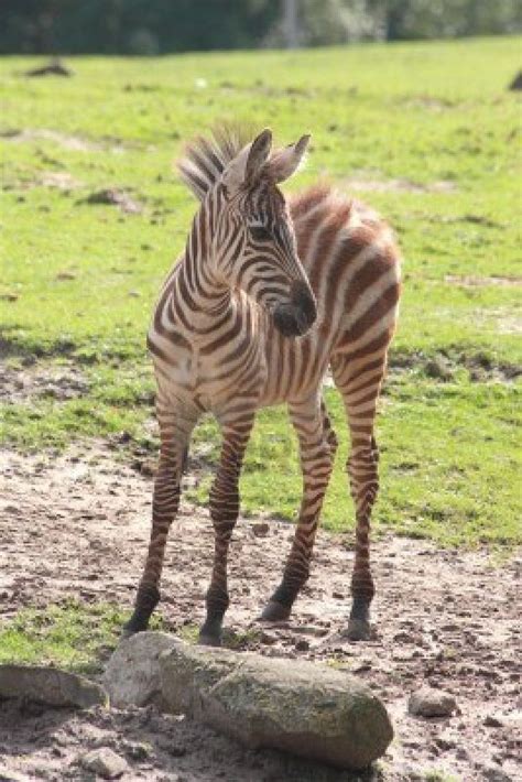 African Zebra Foal Foals, Zebras, Journey, African, Sky, Nature, Cute, Animals, Outdoor