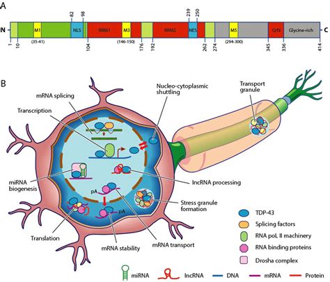 TDP-43 proteinopathies: a new wave of neurodegenerative diseases ...