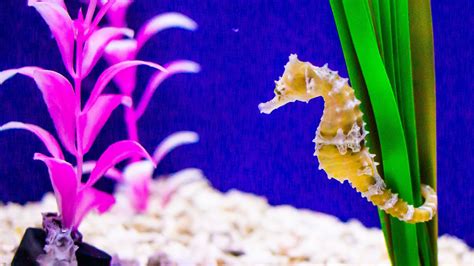 Seahorse Fact Sheet | Blog | Nature | PBS