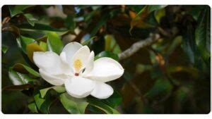 6 Magnolia Bark Benefits: Dosage & Safety | The Botanical Institute