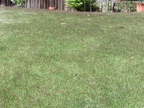 Zoysia – Seedheads | Walter Reeves: The Georgia Gardener