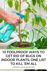 How to Get Rid of Bugs on Your Indoor Plants? Your Complete Guide - The Practical Planter