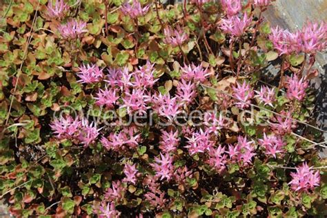 Sedum spurium, Rockcress - Seeds - plants - dried herbs