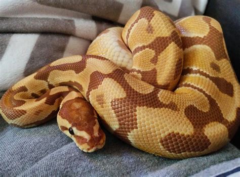 Can Ball Pythons Eat Fish? | Ball python, Pet snake, Reptiles pet