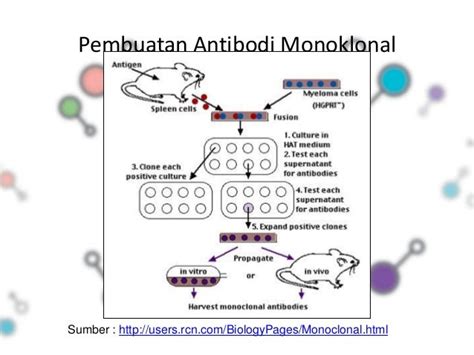 Antibodi monoklonal ppt