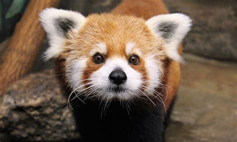 Red Panda HD Wallpapers | HDWalle