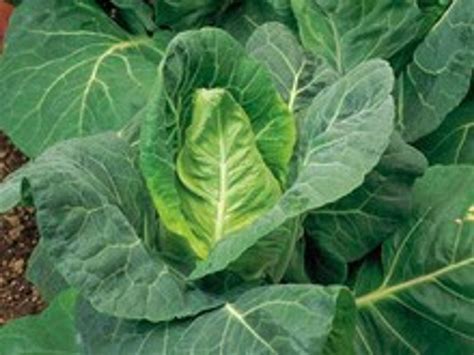 How To Grow Cabbage (Spring)