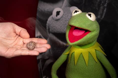 Kermit the Fossil: Muppet inspires ancient amphibian species