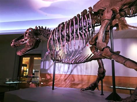 SUE the T. Rex Is Back on Display at the Field Museum