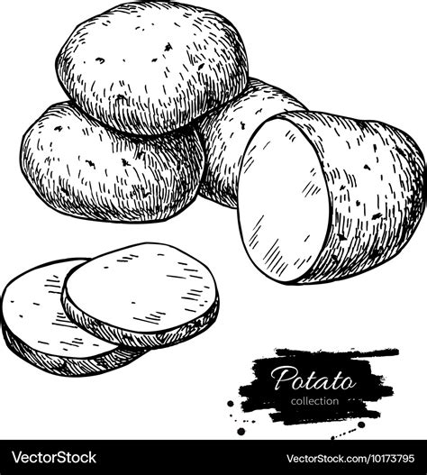 Potato drawing isolated potatoes heap Royalty Free Vector