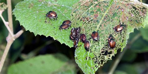 How to Get Rid of Japanese Beetles | Garden Gate Magazine