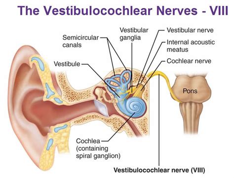 Vestibulocochlear nerve anatomy, location, function, damage & test