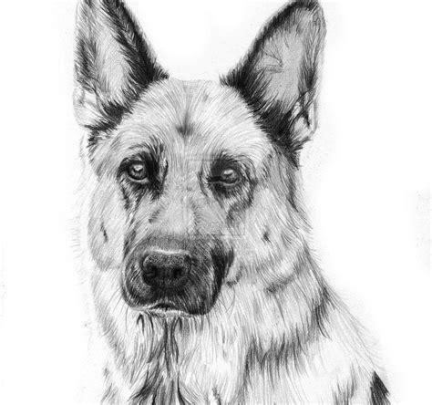 Learn to draw a german shepherd puppy dog step by step easy for ...