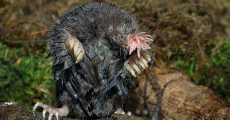 What’s a Baby Mole Called & 4 More Amazing Facts! - A-Z Animals