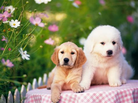 trop mignons : des couples de chiots - fonds d'écran gratuits by ...