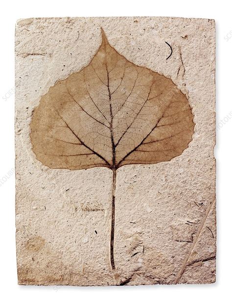 Fossil leaf - Stock Image - C012/2299 - Science Photo Library