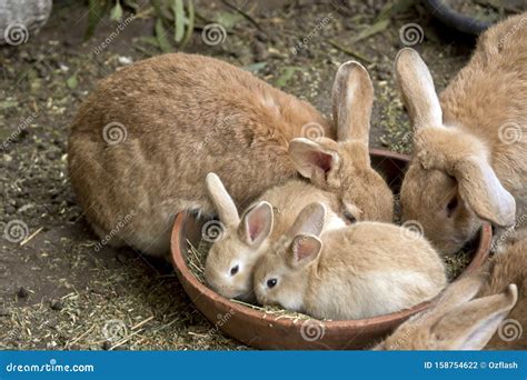 This is a bunny family stock photo. Image of buck, family - 158754622