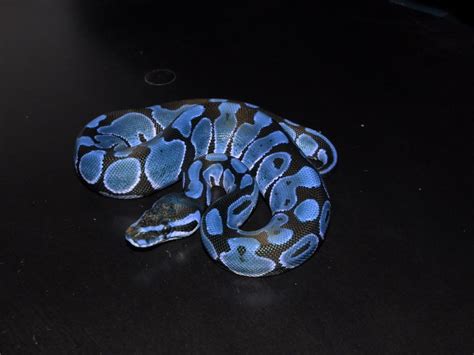 Blue Ball Python | The Stunning Blue Balls