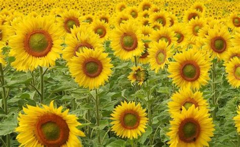 Sunflower Seed Germination, Time, Temperature, Process | Agri Farming