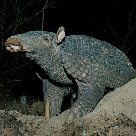 Giant Armadillo - WildArk