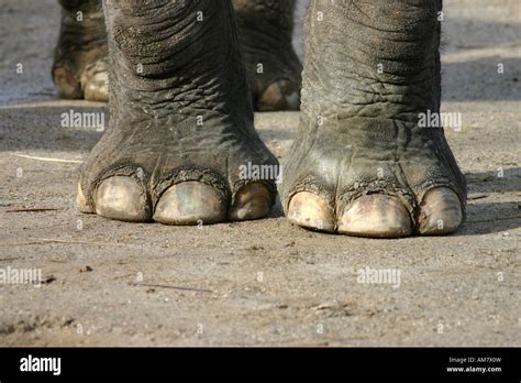 Elephant feet, Zoo Stock Photo - Alamy