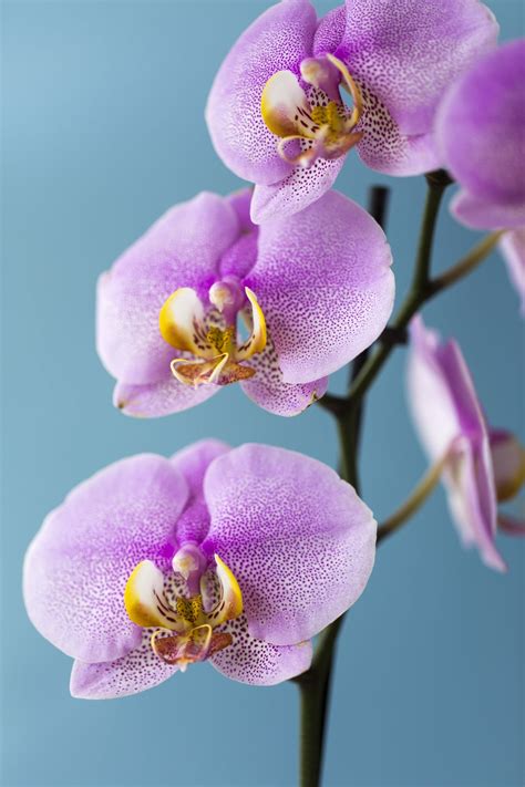 Orchid Macro by Ruzgar Photography / 500px | Orchids, Orchid flower, Beautiful flowers