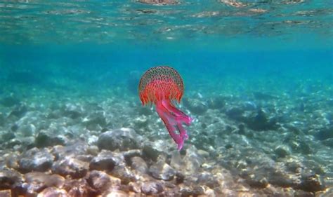 Premium Photo | Mauve stinger purple jellyfish - pelagia noctiluca