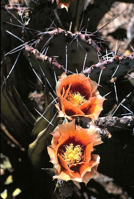 Cactus flowering in spring | Pics4Learning