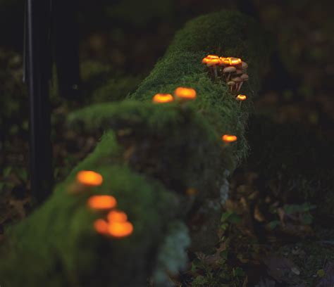 Bioluminescent Forest: exploring future technology through bioluminescence