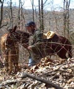 Gaited Mule Training and Horse Training @ Missouri Mule Company