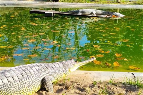 Nepal releases 25 gharials into the wild, but concerns emerge about timing and survival of species