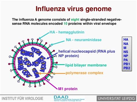 Avian influenza virus and transmission