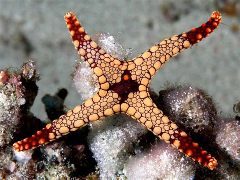 Starfish is Amazing Habitat Under Water ~ planetanimalzone