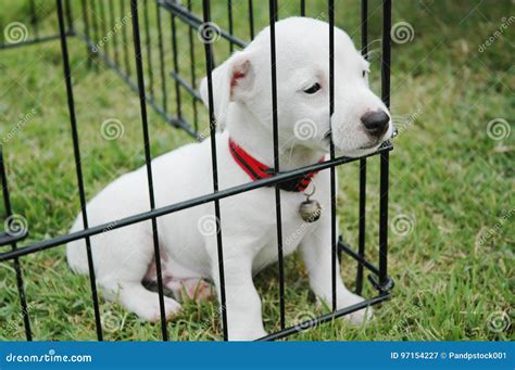 Sad Puppies in a Cage on the Grass. Stock Image - Image of puppy, jack ...