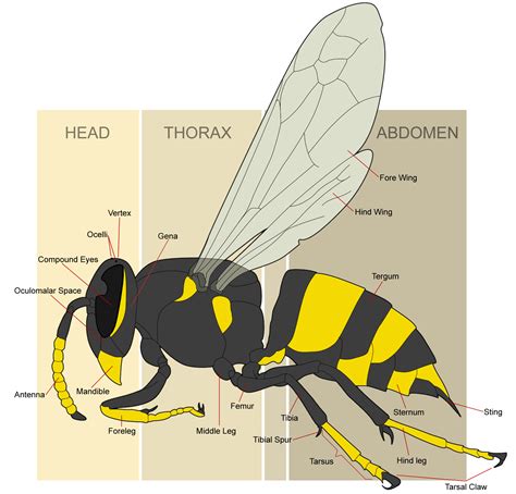 Week 6: Reading – Entomology 311 Lab Manual