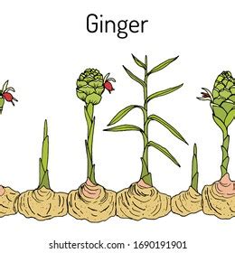 Ginger Plant Seamless Border Hand Drawn Stock Vector (Royalty Free) 1690191901 | Shutterstock