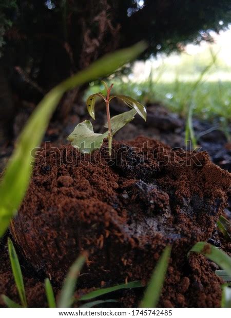 8 Pomegranate Tree Propagation Images, Stock Photos & Vectors ...