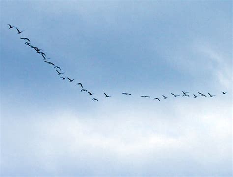 Study Explains Why Birds Fly in V-Shaped Formation | Sci.News