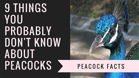 Peacock Facts and Information | 9 Interesting Facts About Peacocks ...